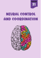 Neural control and cordination.pdf